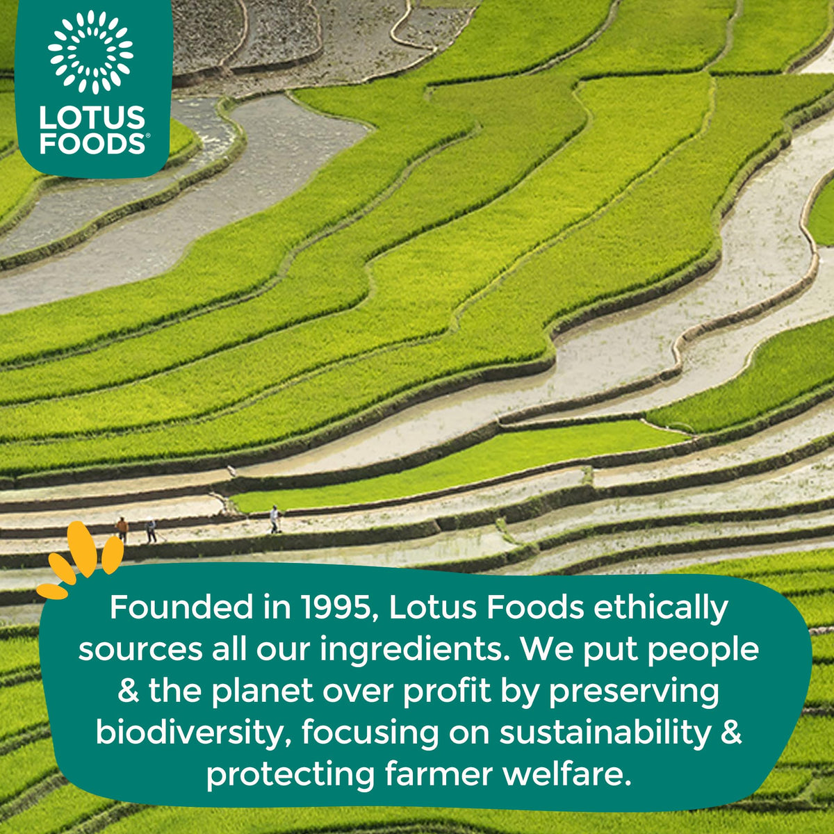 Lotus Foods Garlicky Veggie Rice Ramen Cups – Gluten Free, Organic Brown Rice (Pack of 6, 1.94 oz each)