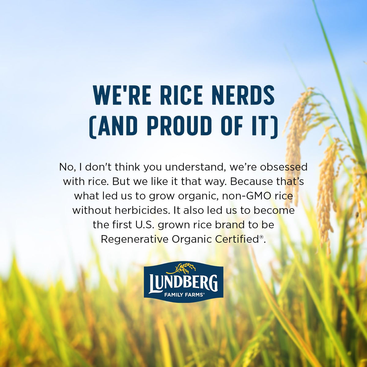 Lundberg Wild Rice – Regenerative Organic Certified, 3-Pack (8 oz each) – California-Grown, 100% Whole Grain