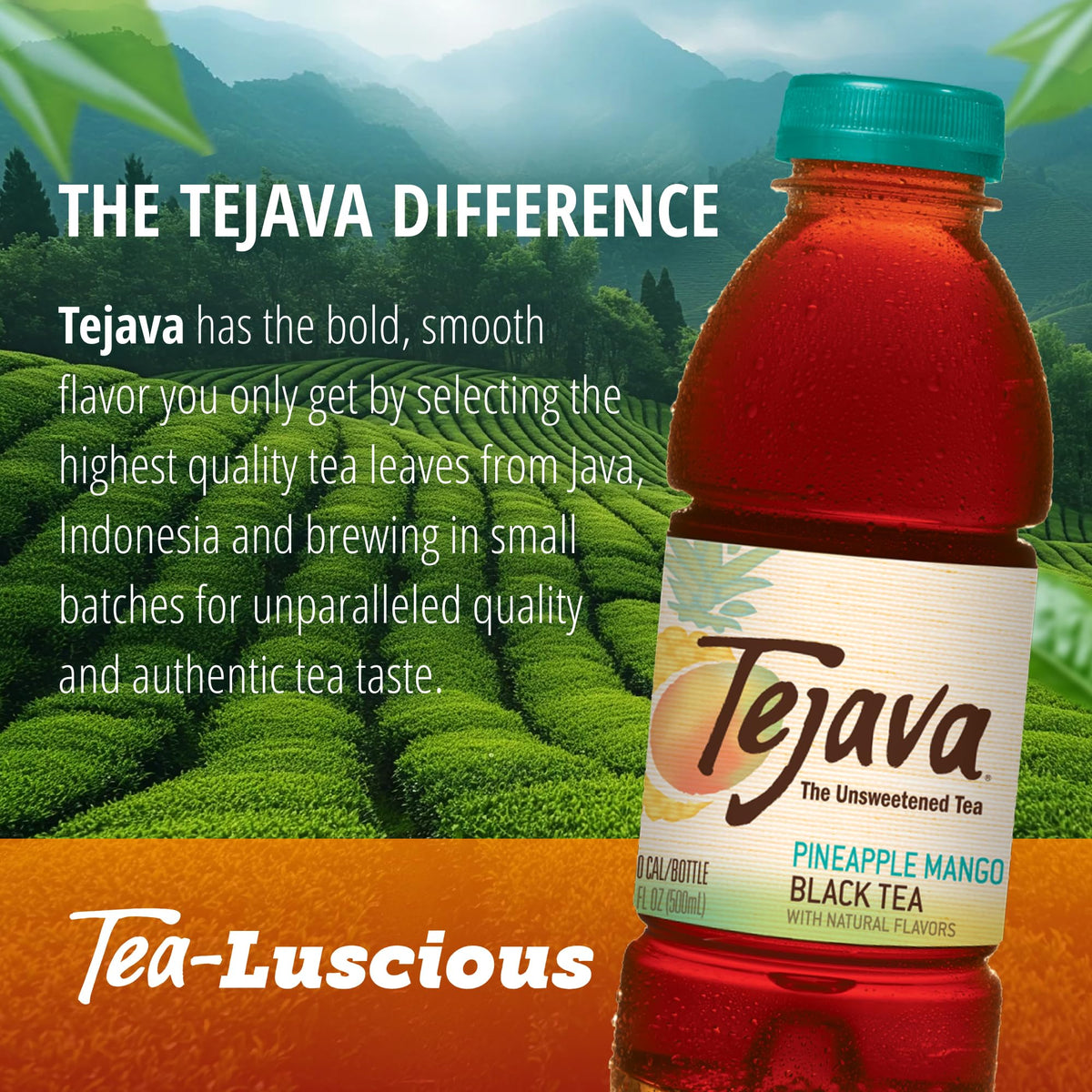 Tejava Pineapple Mango Black Iced Tea – 12 Pack, Unsweetened 16.9 oz Bottles