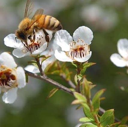 3Bee Manuka Honey Drops 400+ MGO with Ginger & Lemon – Gluten Free
