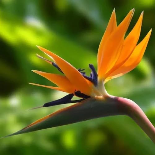 Bird of Paradise - Orange - Strelitzia Reginae. (2 Orange BoP in Cup)