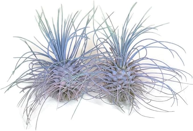 Thin Air Plant, Guatemala Tillandsia Live Airplant, Healthy Arrival Guaranteed, Great Indoor Plant, Home Decor & Gift (2 Rainbow #4)
