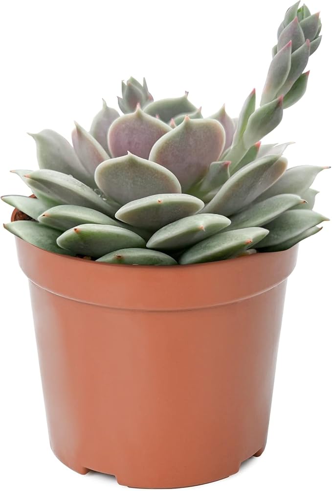 4-inch Succulent Echeveria 'Lola', Live Succulents Plants Fully Rooted in Pots with Soil, Easy-Care House Plants for DIY, Home Office Decoration