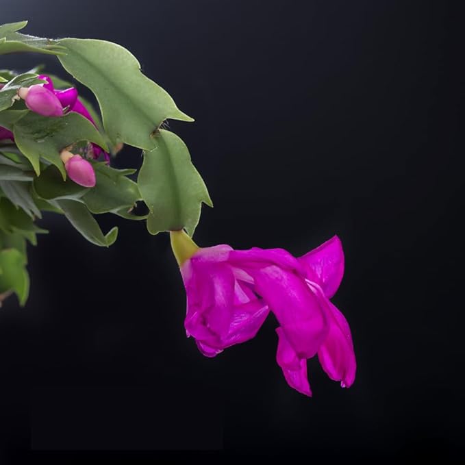 TriStar Plants - Thanksgiving Cactus - 4" inch Pot, Fasle Christmas Cactus, Easter Cactus, Holiday Plant, Winter Flowers, Christmas Plants, Winter Blooms (Purple Dancer)
