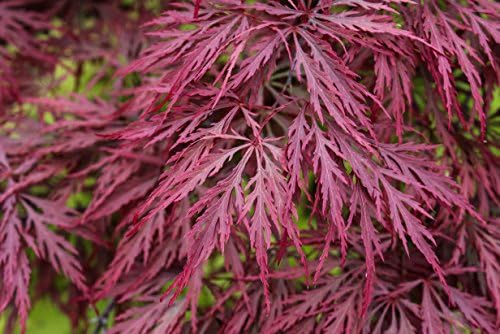 Crimson Queen Weeping LACE Leaf Japanese Maple - Acer palmatum dissectum 'Crimson Queen' 2 - Year Plant