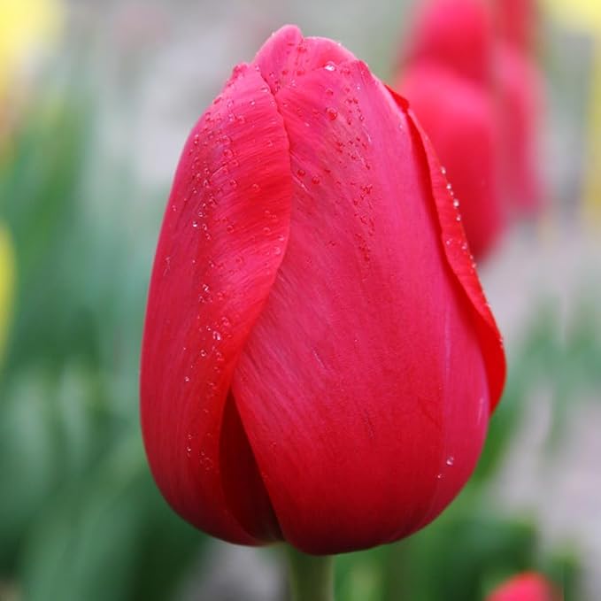 Red Tulips Darwin Hybrids (25 Bulbs) - Red Van Eijk Tulip Bulbs - Perennial Bulbs by Willard & May