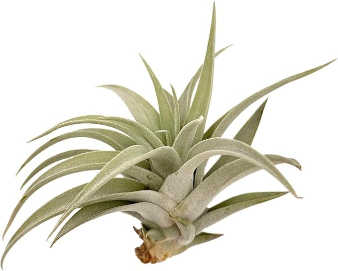 Air Plants - Flowering Tillandsia Harrisii, Large 3-5" - 5ct - Live Arrival Guaranteed - House Plants for Home Decor & Gift