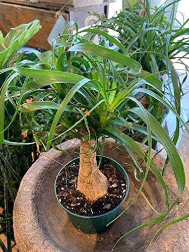 Ponytail Palm - Live Plant in a 6 Inch Growers Pot - Beaucarnea Recurvata - Beautiful Clean Air Indoor Succulent Houseplant