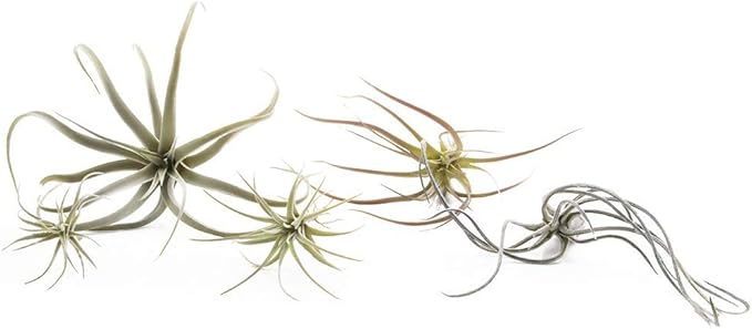CHIVE Artificial Air Plants — Bulk Set of 5, Medium — Ultra Realistic Fake Tillandsia Bromeliad Plants — Decorative Faux Succulents for Home & Office Decor — No Care Needed!
