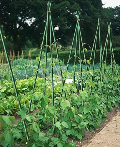 72inch Garden Stakes for Plants Tree Stakes Fence Post Fiberglass Rod 6 Feet, 50 Packs, 3/8-Inch Dia