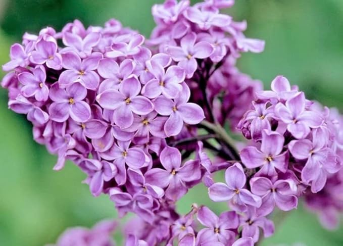 Two Pack of Common Old Fashioned Lilac Bushes - Fragrant Lavender Purple Flowers - 2 Live Plants 1 to 2 Feet Tall - Attract Hummingbirds and Butterflies