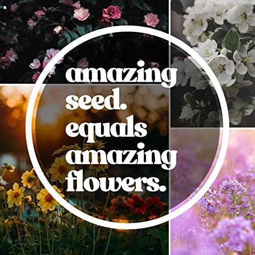 Northeastern Wildflower Seeds Bulk – 1 lb, 640,000+ Seeds – Annual & Perennial Wildflower Mix with Native Northeast Flowers – Regional Pollinator Flower Seed for Garden & Meadow