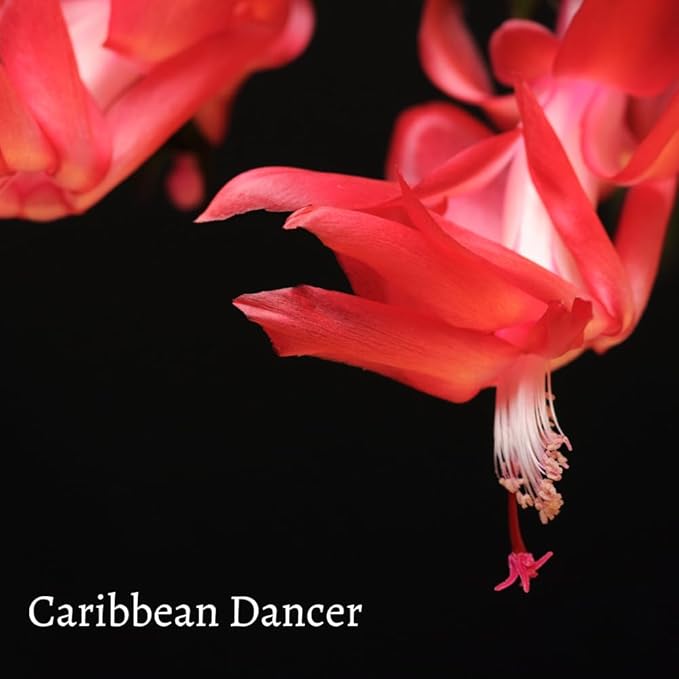TriStar Plants - Thanksgiving Cactus - 4" inch Pot, Fasle Christmas Cactus, Easter Cactus, Holiday Plant, Winter Flowers, Christmas Plants, Winter Blooms (Caribbean Dancer)