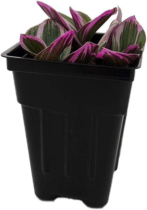 Rare Nanouk Pink Tradescantia - 2.5" Pot - Collector's Series