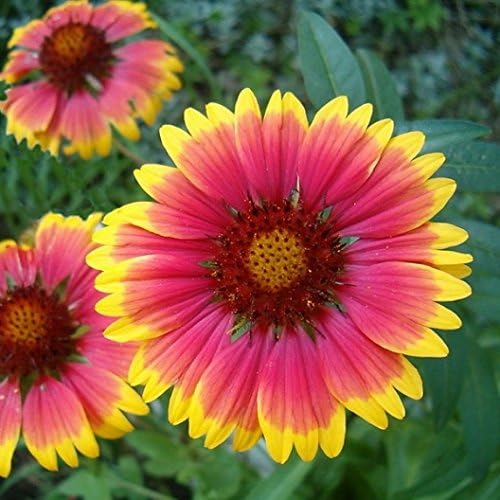 Dirt Goddess Super Seeds ~ Annual Gaillardia Seeds, Indian Blanket Flower -Gaillardia pulchella (1/4 Lb) 56,250 Seeds Non GMO Bulk