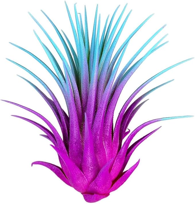 Rainbow 3 Pack, Ionantha Guatemala Tillandsia Air Plant, Live Airplant, Healthy Arrival Guaranteed, Great Indoor Plant, Home Decor & Gift
