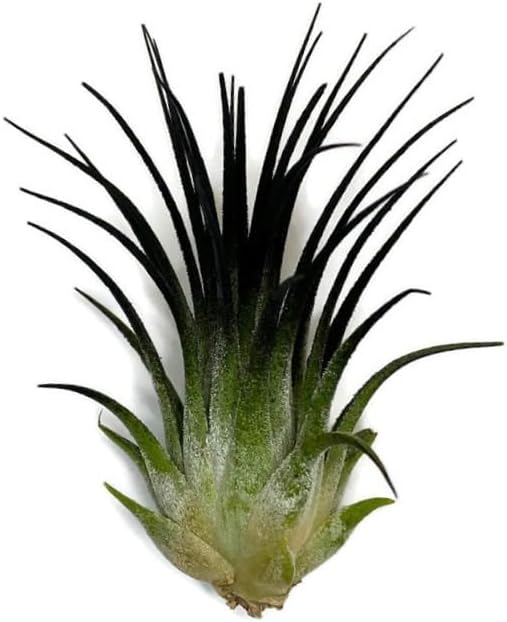 Ionantha Guatemala Tillandsia Air Plant, Guatemala Tillandsia Live Airplant, Healthy Arrival Guaranteed, Great Indoor Plant, Home Decor & Gift (Black)
