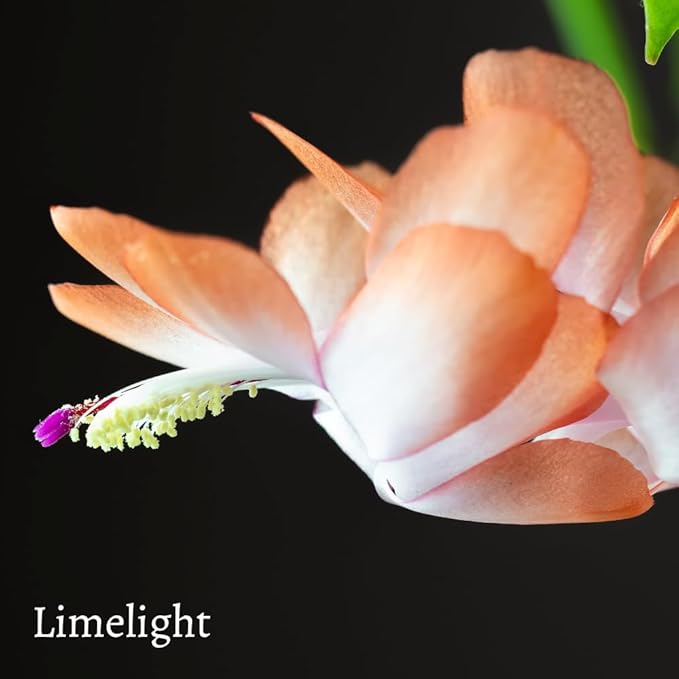 TriStar Plants - Thanksgiving Cactus - 4" inch Pot, Fasle Christmas Cactus, Easter Cactus, Holiday Plant, Winter Flowers, Christmas Plants, Winter Blooms (Lime Light)