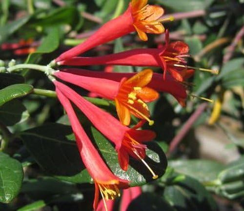Major Wheeler Honeysuckle Vine - Perennial - Lonicera - 2.5" Pot - Fragrant