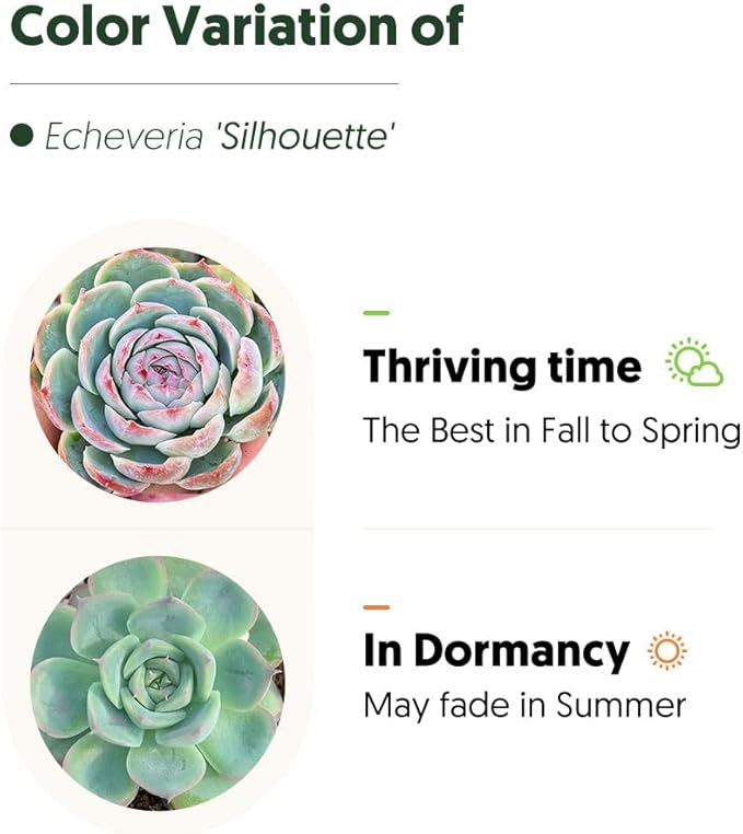Live Succulent Echeveria 'Silhouette', Approx 2-inch Large, Potted Succulents, Fully Rooted, Easy Care House Plants