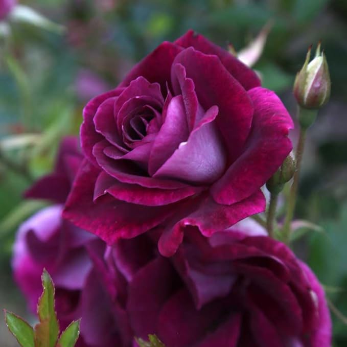 Heirloom Roses Rose Plant - Burgundy Iceberg™ Purple Rose Bush, Shrub Live Plant for Planting Outdoors