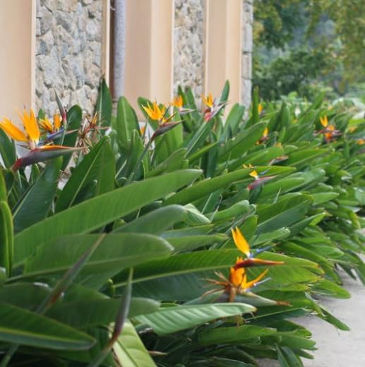Bird of Paradise - Orange - Strelitzia Reginae. (2 Orange BoP in Cup)