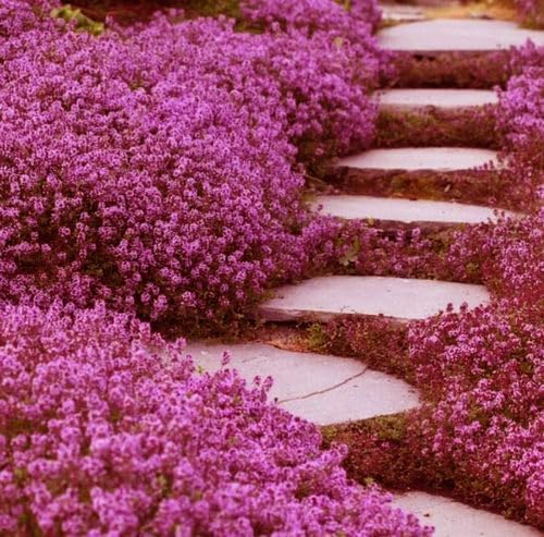 20,000+ Creeping Thyme Seeds Ground Cover, Non-GMO Perennial Flower Seeds, Hardy Thymus Serpyllum, Creeping Phlox Alternative for Landscaping & Garden Paths (Hot Pink)