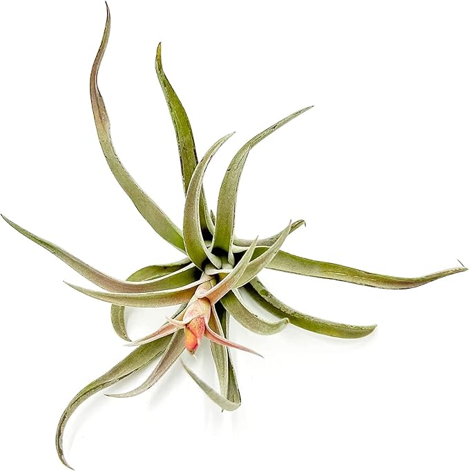 Air Plants - Flowering Tillandsia Harrisii, Large 3-5" - 2ct - Live Arrival Guaranteed - House Plants for Home Decor & Gift