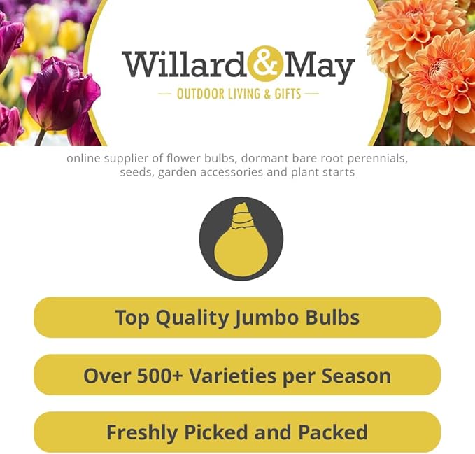 Mixed Daffodils (25 Bulbs) - Assorted Colors Daffodil Narcissus Bulbs by Willard & May