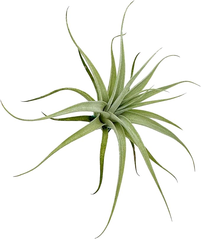 Live Air Plants - Tillandsia Albida 3-5" - 1ct – ragnaroc Live Indoor Plant - Live Arrival Guaranteed - House Plants for Home Decor & Gift