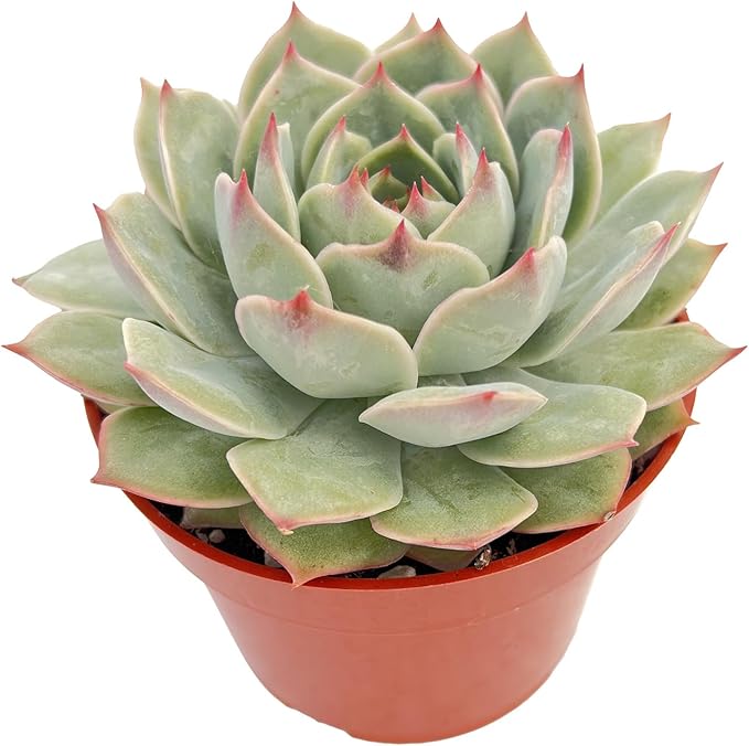 Live Succulent Plants Echeveria 'Pink Tips', Easy Care Potted Succulents, Approx 4" D x 4" H, Indoor Houseplant, Unique Gifts, Home Office Décor