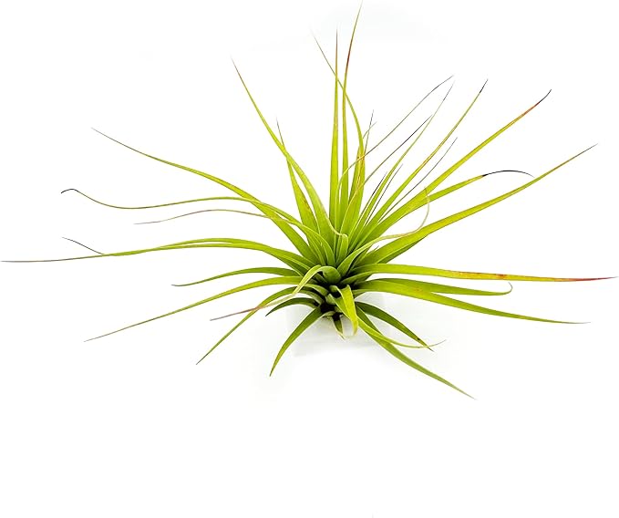 Live Air Plants - Tillandsia Concolor, Jumbo 6-8" - 1ct - Live Arrival Guaranteed - House Plants for Home Decor & Gift
