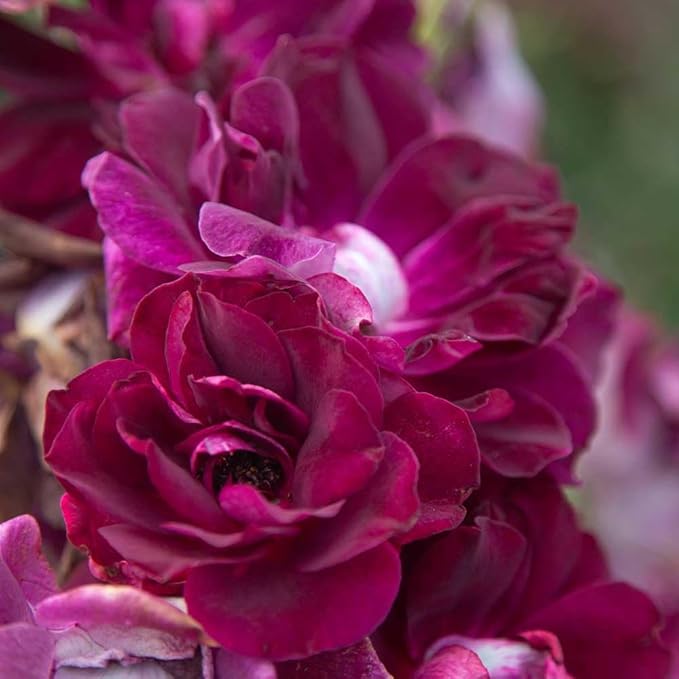 Heirloom Roses Rose Plant - Burgundy Iceberg™ Purple Rose Bush, Shrub Live Plant for Planting Outdoors