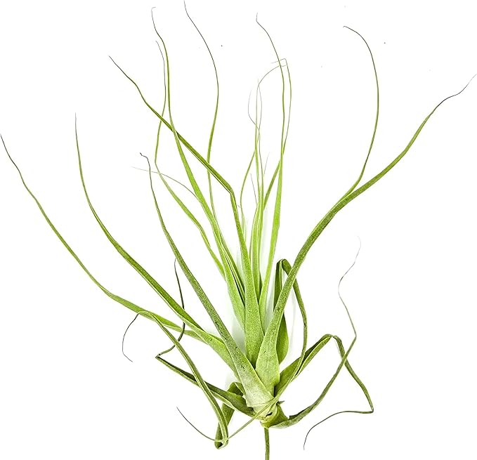Air Plants - Tillandsia Straminea Jumbo 6-9" - 5ct - Live Arrival Guaranteed - House Plants for Home Decor & Gift