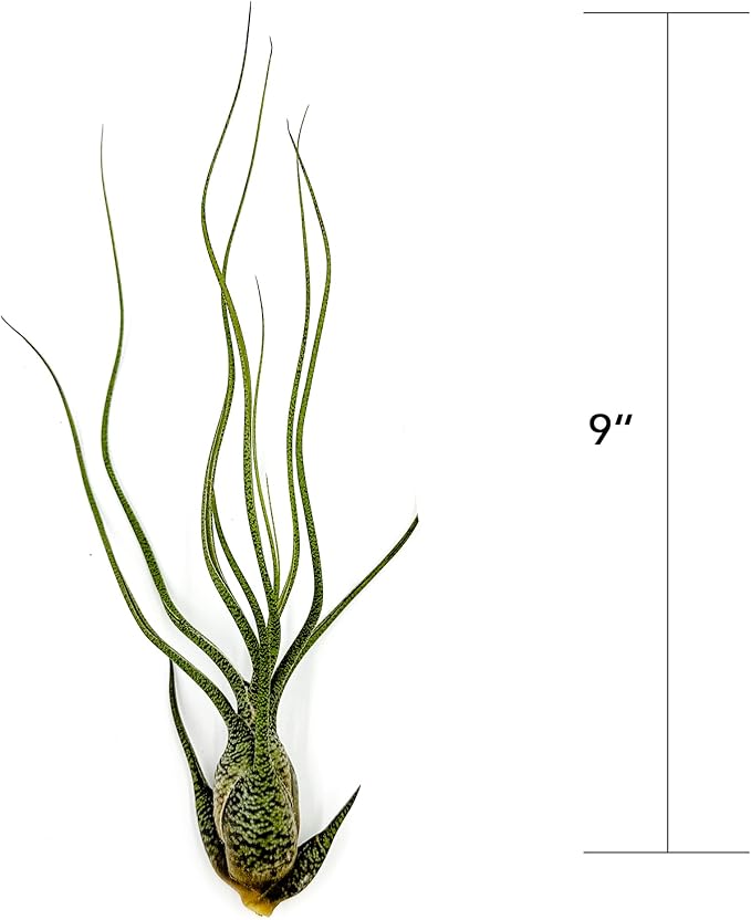 Live Air Plants - Tillandsia Butzii, Jumbo 7-9" - 5ct - Live Arrival Guaranteed - House Plants for Home Decor & Gift