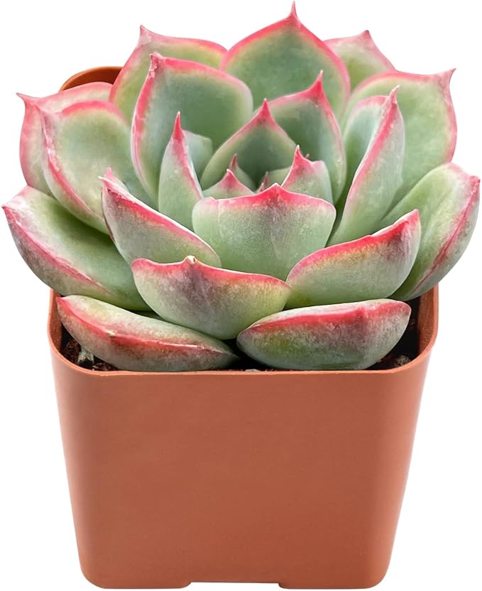 Live Succulent Echeveria 'Silhouette', Approx 2-inch Large, Potted Succulents, Fully Rooted, Easy Care House Plants