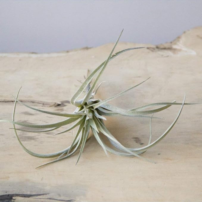CHIVE Artificial Air Plants — Bulk Set of 5, Medium — Ultra Realistic Fake Tillandsia Bromeliad Plants — Decorative Faux Succulents for Home & Office Decor — No Care Needed!