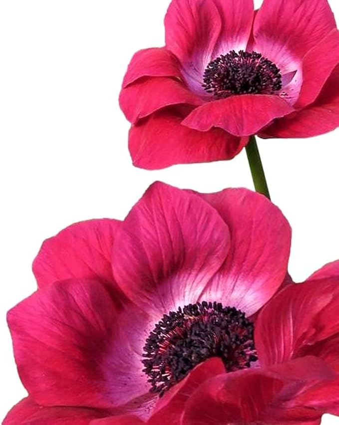 Easy to Grow Anemone Italian Mistral Magenta - 10 Plant Bulbs, Magenta Pink Flowers in Spring Full Sun