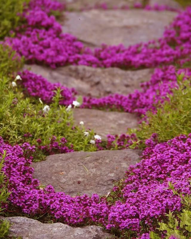 20,000+ Creeping Thyme Seeds Ground Cover, Non-GMO Perennial Flower Seeds, Hardy Thymus Serpyllum, Creeping Phlox Alternative for Landscaping & Garden Paths (Hot Pink)