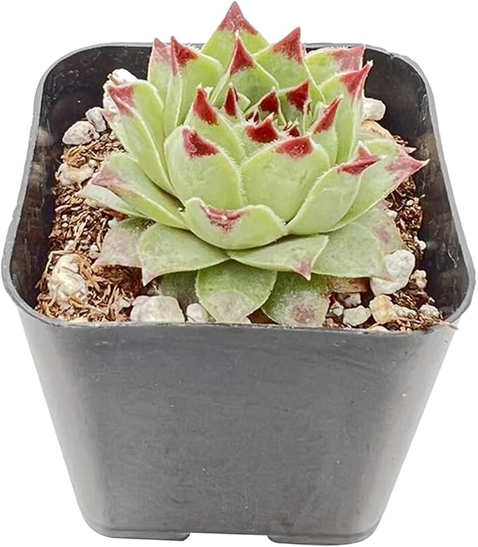 Live Succulent Sempervivum 'calcareum', Approx 2-inch Large, Potted Succulents, Fully Rooted, Easy Care House Plants