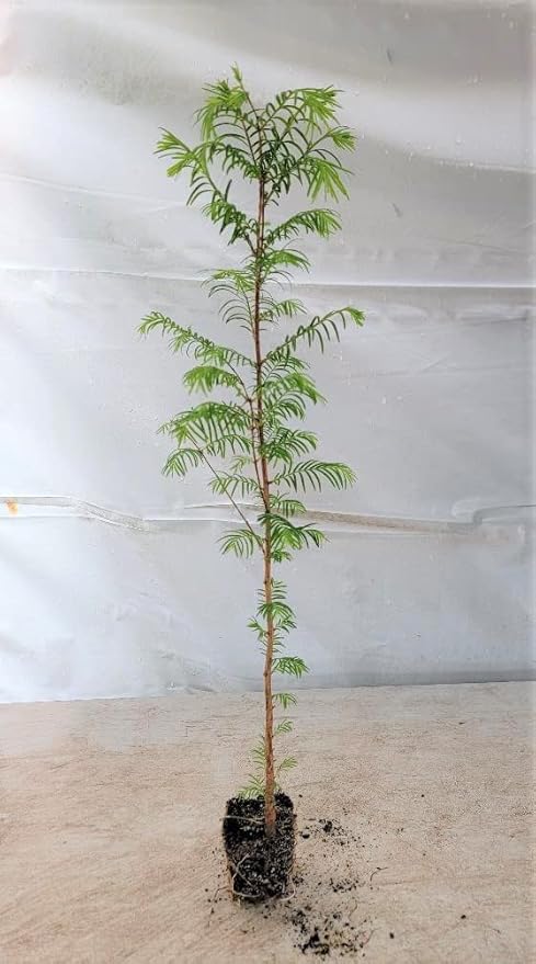 (3) - Dawn Redwood Trees - Starter Plant (LG36) (3 Live Trees)