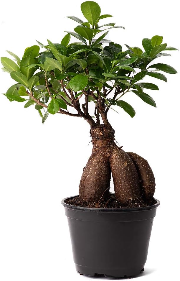 American Plant Exchange Ficus Ginseng Microcarpa – 4-Inch with Pot – Live Easy Care Bonsai Tree, Air Purifying Indoor Plant for Home, Office, or Zen Décor
