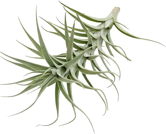 Live Air Plants - Tillandsia Albida 7-12" - 3ct – ragnaroc Live Indoor Plant - Live Arrival Guaranteed - House Plants for Home Decor & Gift