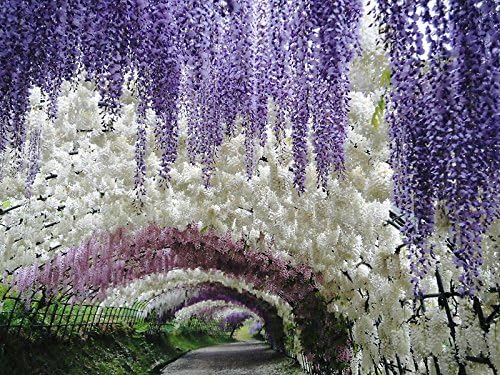 Blue Moon Wisteria Vine - Massive Foot Long Fragrant Flowers - Attract Hummingbirds - 2 - Year Plant