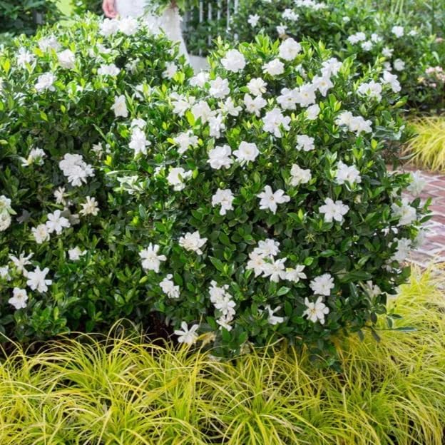 Gardenia Veitchii - Everblooming - Gardenia Jasminoides. Fragrant Evergreen Shrub with Glossy Foliage and Pure White Blooms, Perfect for Pots, Borders, or Gardens (2 Gardenia Veitchii Plants in Sac)
