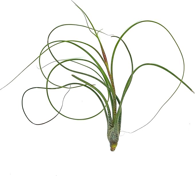 Live Air Plants - Tillandsia Butzii, Jumbo 7-9" - 3ct - Live Arrival Guaranteed - House Plants for Home Decor & Gift