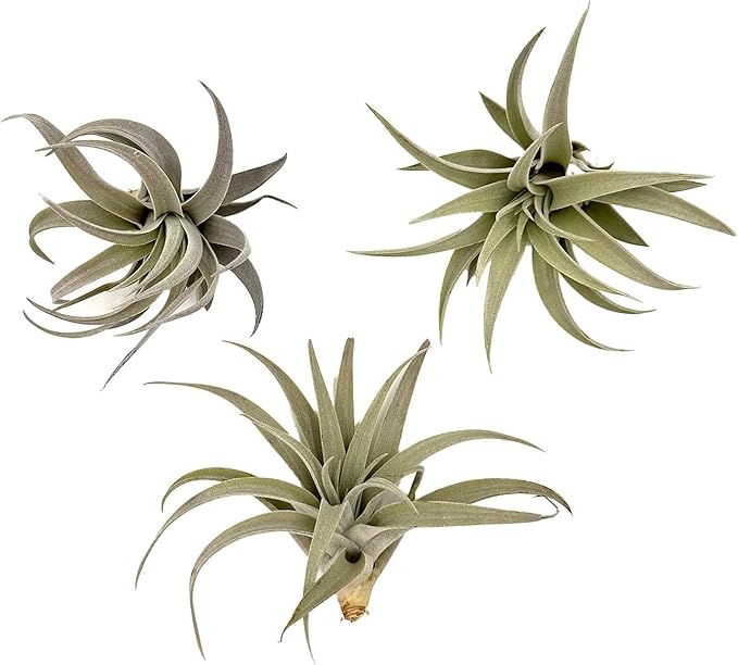 Air Plants - Flowering Tillandsia Harrisii, Large 3-5" - 3ct - Live Arrival Guaranteed - House Plants for Home Decor & Gift
