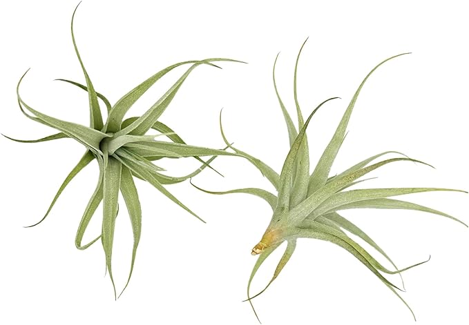 Live Air Plants - Tillandsia Albida 3-5" - 1ct – ragnaroc Live Indoor Plant - Live Arrival Guaranteed - House Plants for Home Decor & Gift