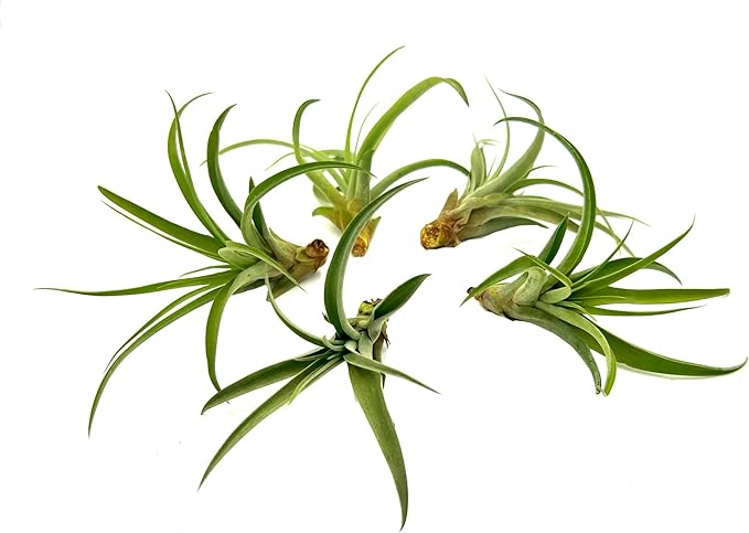 Air Plants - Tillandsia Capitata (Peach), Large 5-7” - 5 ct - Live Arrival Guaranteed - House Plants for Home Decor & Gift