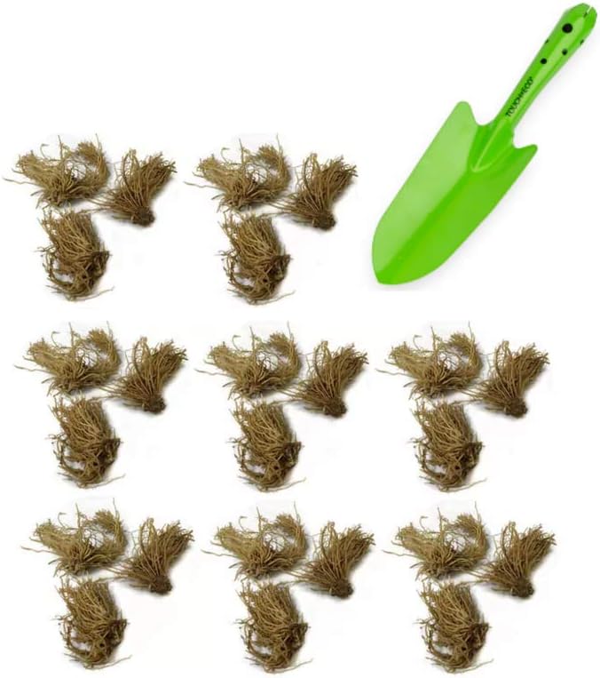 Amazing Deal - 24 Hosta Bare Roots Plants w/Planting Shovel - Mixed Heart-Shaped, Rich Green Foliage, Attracts Butterflies, Hummingbirds & Pollinators, Low Maintenance & Extremely Hardy - Zones 3–9